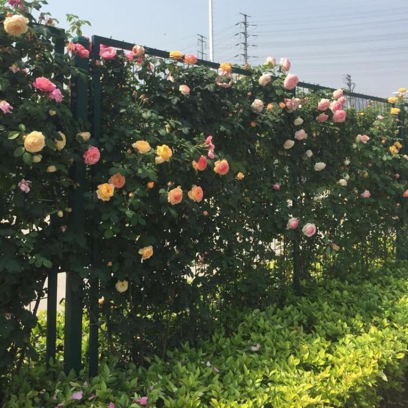 月季花苗爬藤欧月大花浓香玫瑰四季盆栽藤本蔷薇爬藤庭院花卉