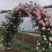 月季花苗爬藤欧月大花浓香玫瑰四季盆栽藤本蔷薇爬藤庭院花卉