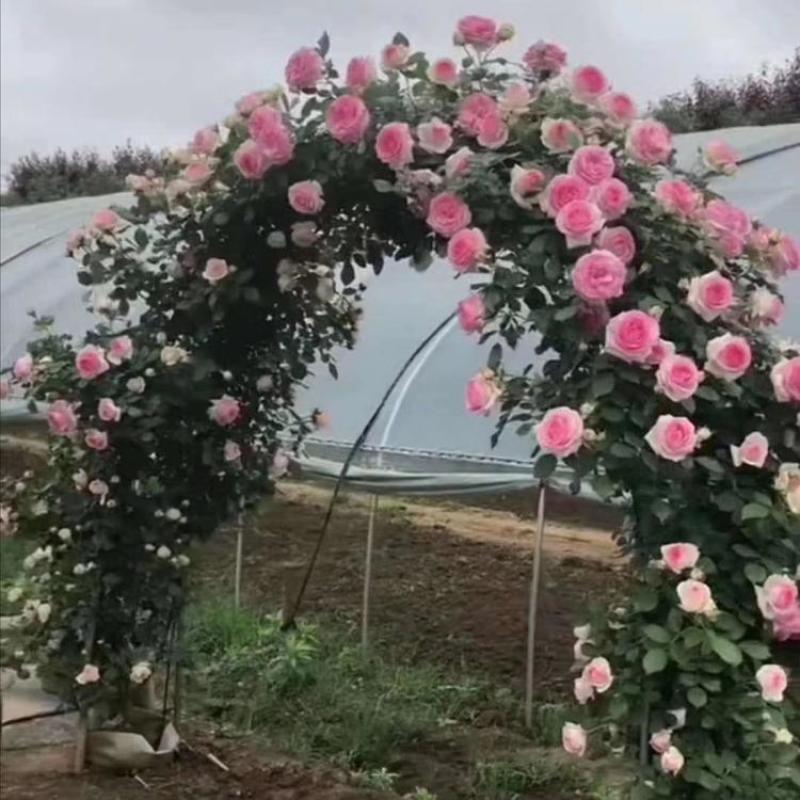 月季花苗爬藤欧月大花浓香玫瑰四季盆栽藤本蔷薇爬藤庭院花卉
