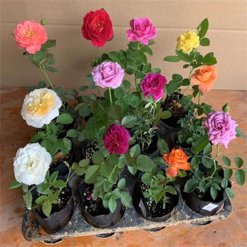 月季花爬藤欧月大花浓香玫瑰四季盆栽藤本蔷薇爬藤庭院花卉