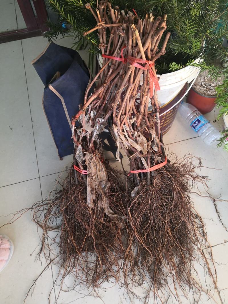 秋黑葡萄苗，一年生贝达嫁接苗，晚熟，无核