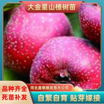 山楂苗，脱毒处理，无任何病虫害，保质量保成活，死苗免费补