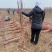 山楂苗，脱毒处理，无任何病虫害，保质量保成活，死苗免费补