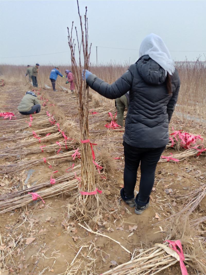 山楂苗，脱毒处理，无任何病虫害，保质量保成活，死苗免费补