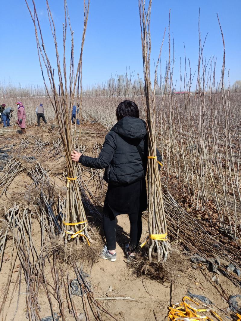 山楂苗，脱毒处理，无任何病虫害，保质量保成活，死苗免费补