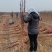 山楂苗，脱毒处理，无任何病虫害，保质量保成活，死苗免费补