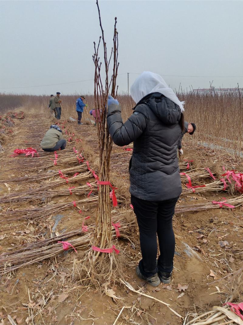 山楂苗，脱毒处理，无任何病虫害，保质量保成活，死苗免费补