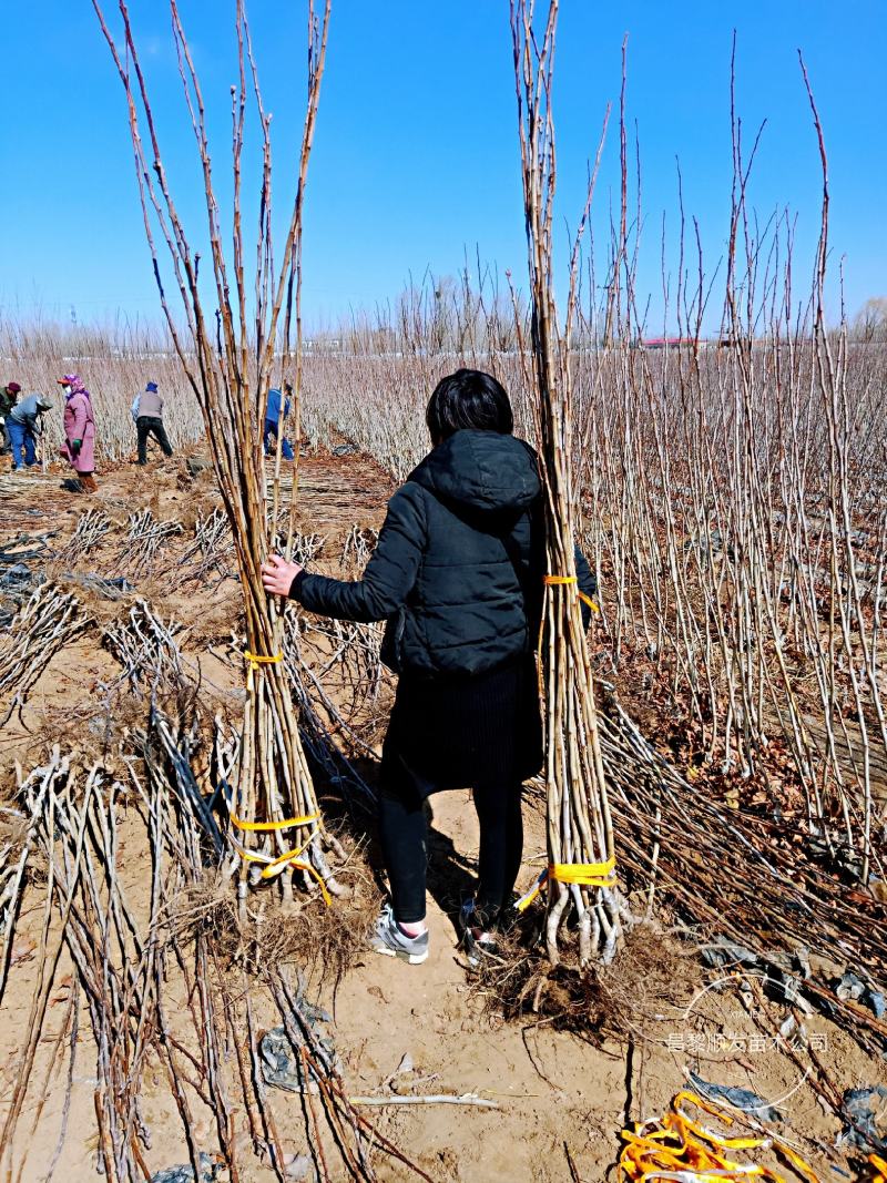 山楂苗，脱毒处理，无任何病虫害，保质量保成活，死苗免费补