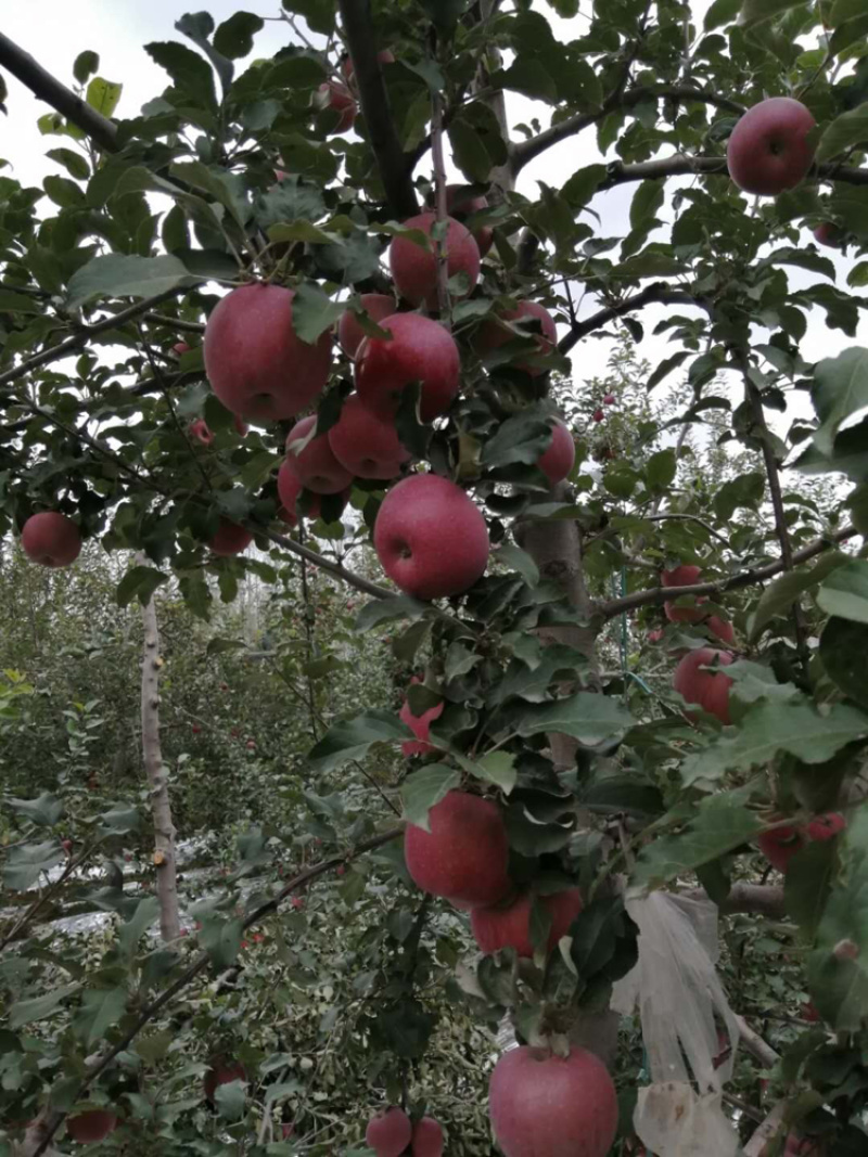 甘肃光果富士大量上士了