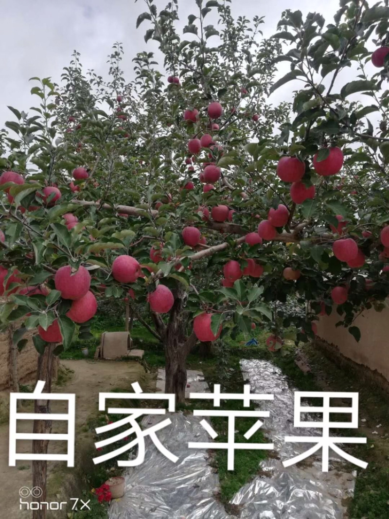 甘肃光果富士大量上士了