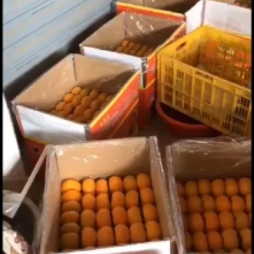 脆柿恭城脆柿大红柿大量上市