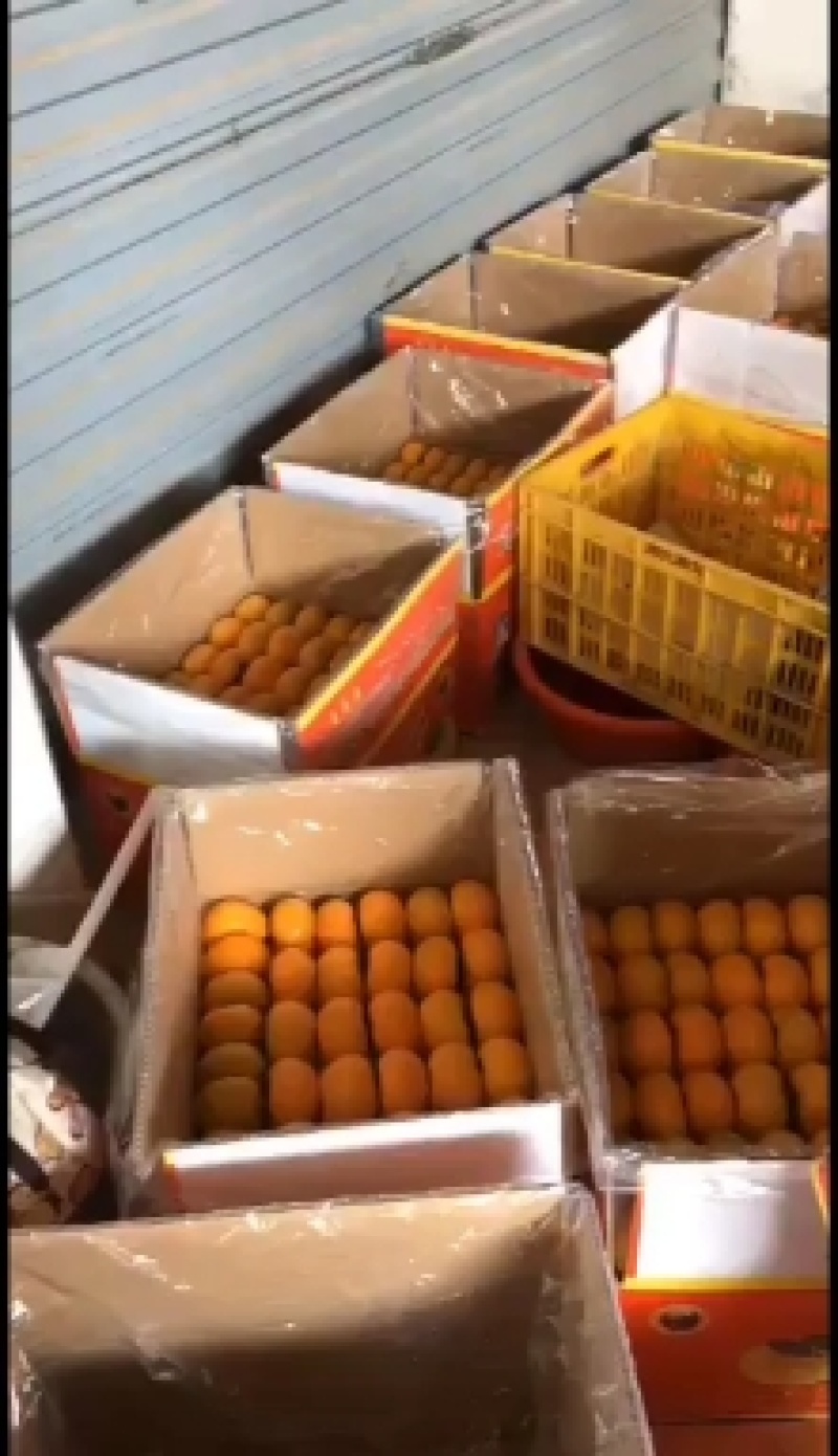 脆柿恭城脆柿大红柿大量上市