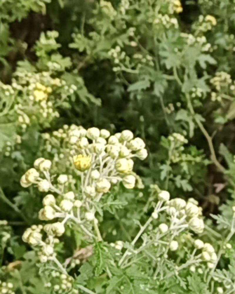 2020年新货野菊花，含量高，供药厂使用