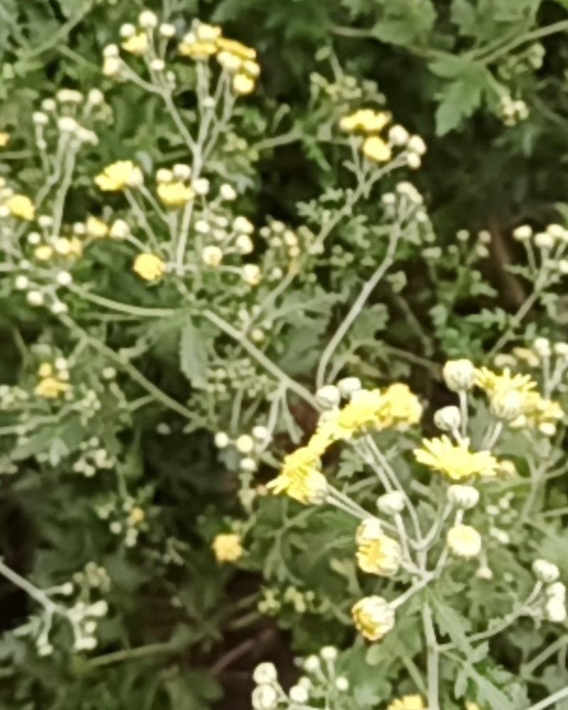 2020年新货野菊花，含量高，供药厂使用