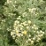 2020年新货野菊花，含量高，供药厂使用