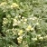 2020年新货野菊花，含量高，供药厂使用