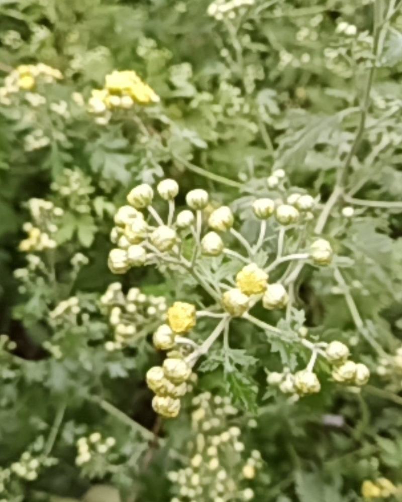 2020年新货野菊花，含量高，供药厂使用