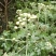 2020年新货野菊花，含量高，供药厂使用