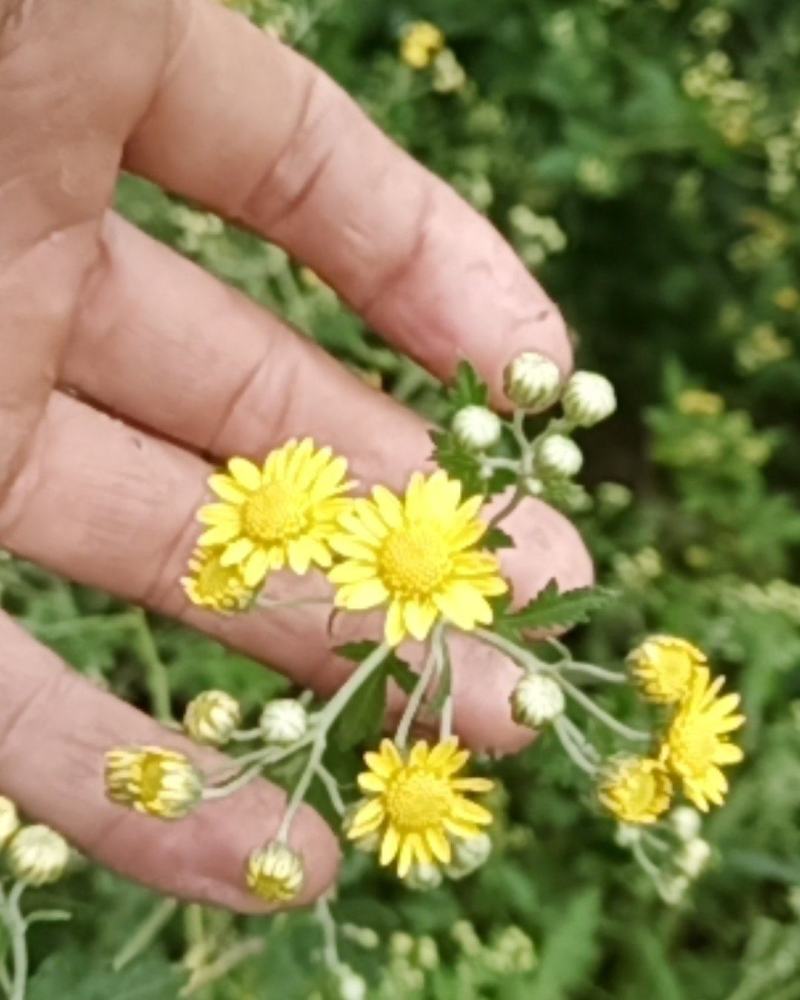 2020年新货野菊花，含量高，供药厂使用
