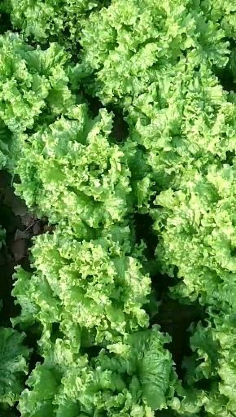 青苗生菜，绿苗生菜大量供应