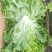 青苗生菜，绿苗生菜大量供应