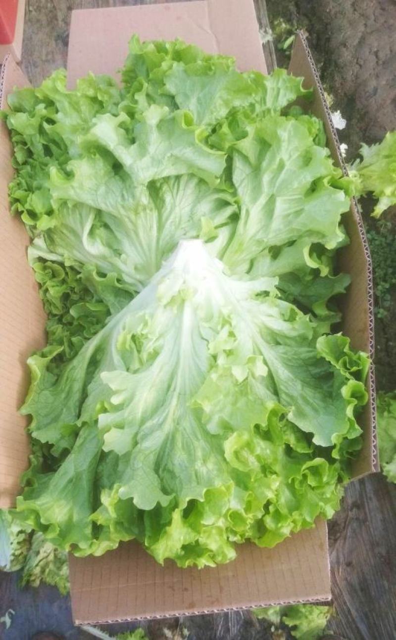 青苗生菜，绿苗生菜大量供应