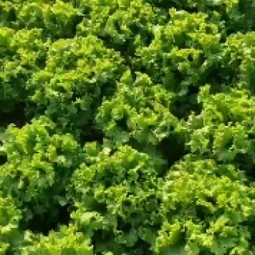 青苗生菜，绿苗生菜大量供应