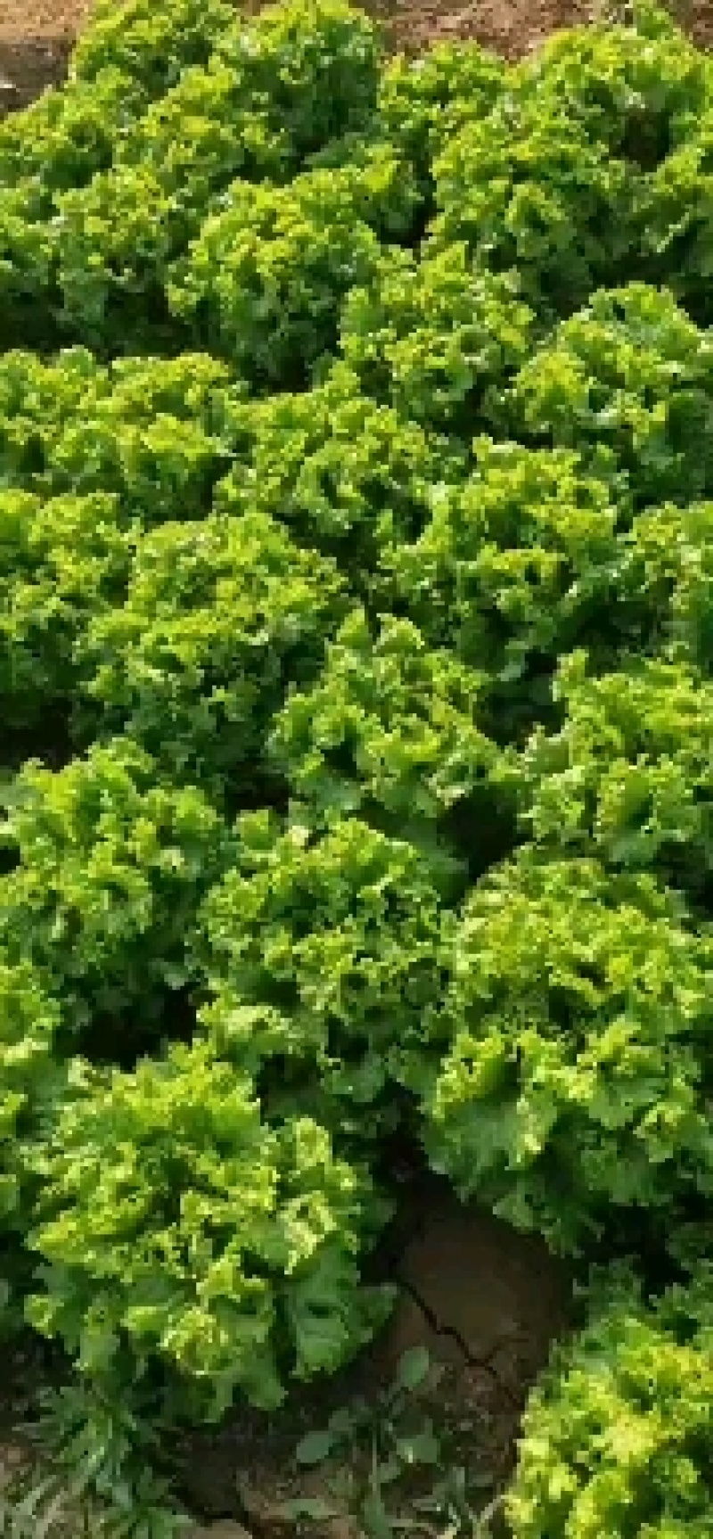 青苗生菜，绿苗生菜大量供应
