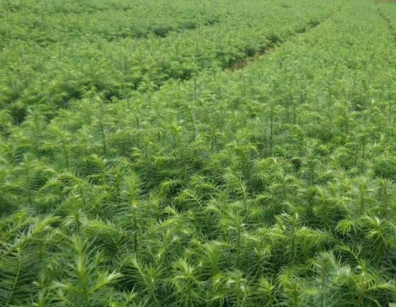 杉木苗大量杉树苗优质杉木苗量大优惠