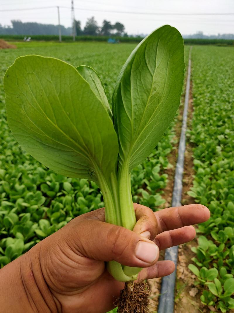 精品小棵油菜！质量好！价格美丽！