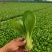 精品小棵油菜！质量好！价格美丽！