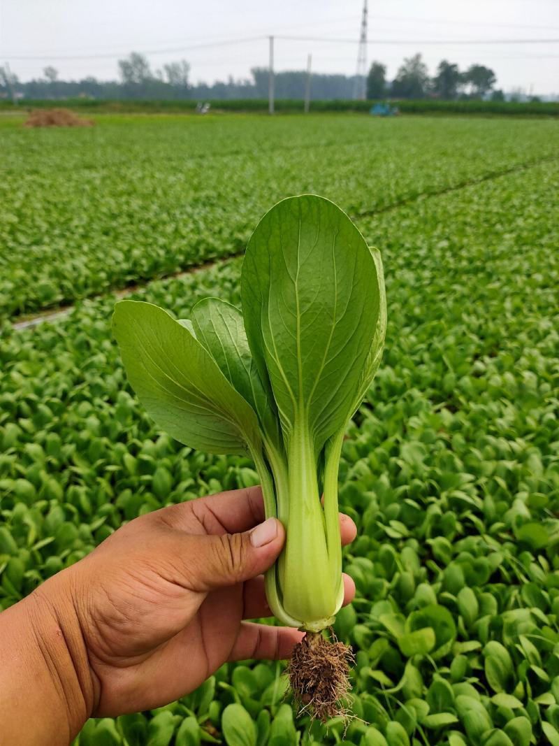 精品小棵油菜！质量好！价格美丽！