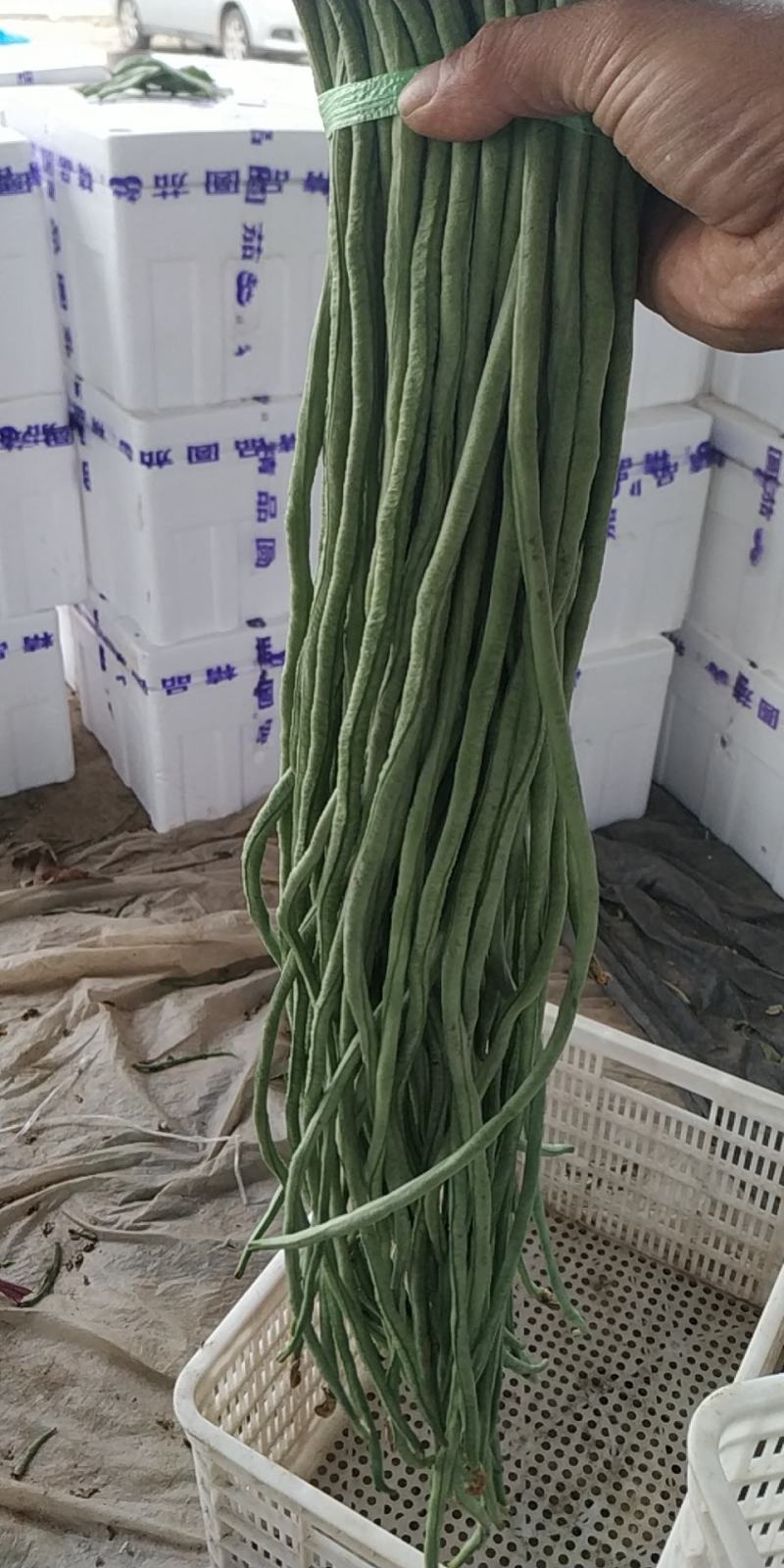 山东莘县董杜庄镇蔬菜基地长豆角豇豆大量上市