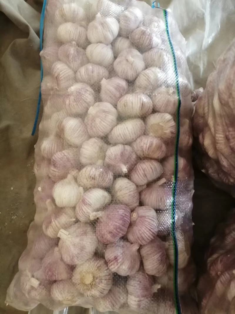 精品红皮大混级精品红皮大混级精品红皮大混级精品红皮大混级