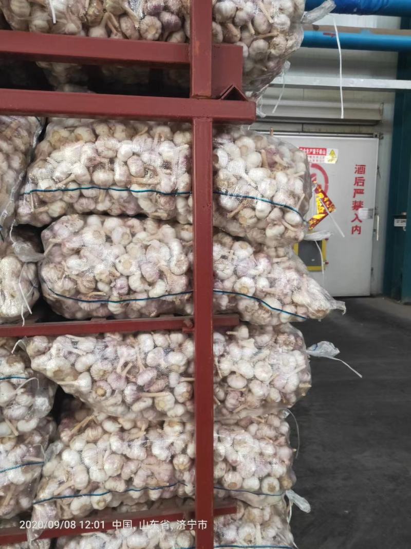 精品红皮大混级精品红皮大混级精品红皮大混级精品红皮大混级