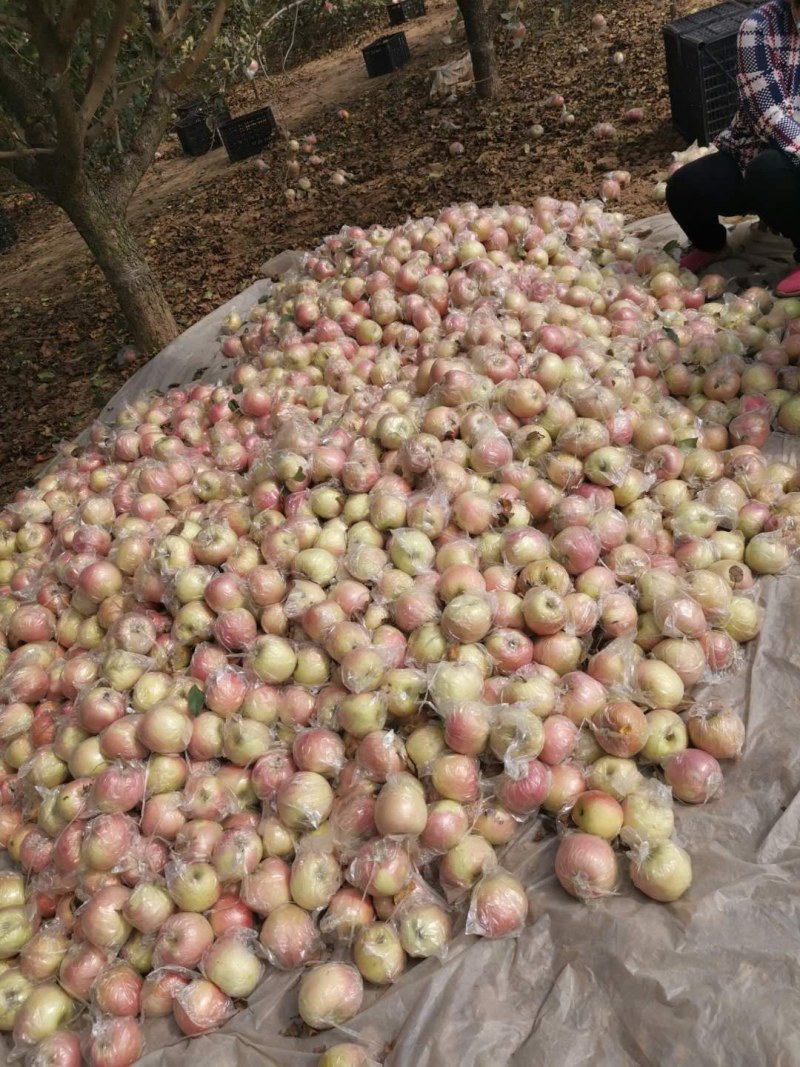 红富士苹果片红条红膜袋通货价格优惠需要的联系