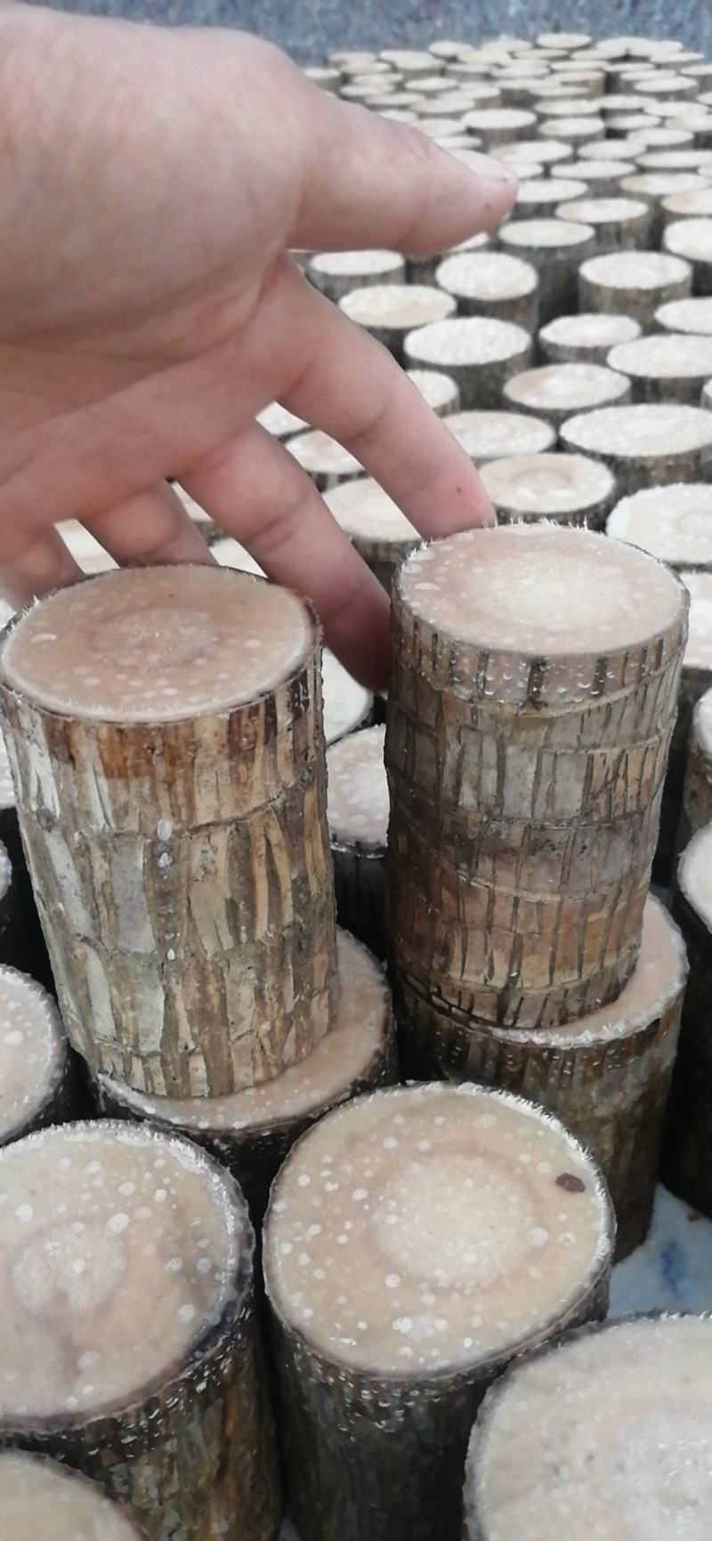 水培巴西木格鲁特水养开花四季常青植物室内花卉