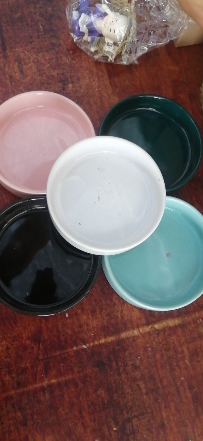 水培巴西木格鲁特水养开花四季常青植物室内花卉
