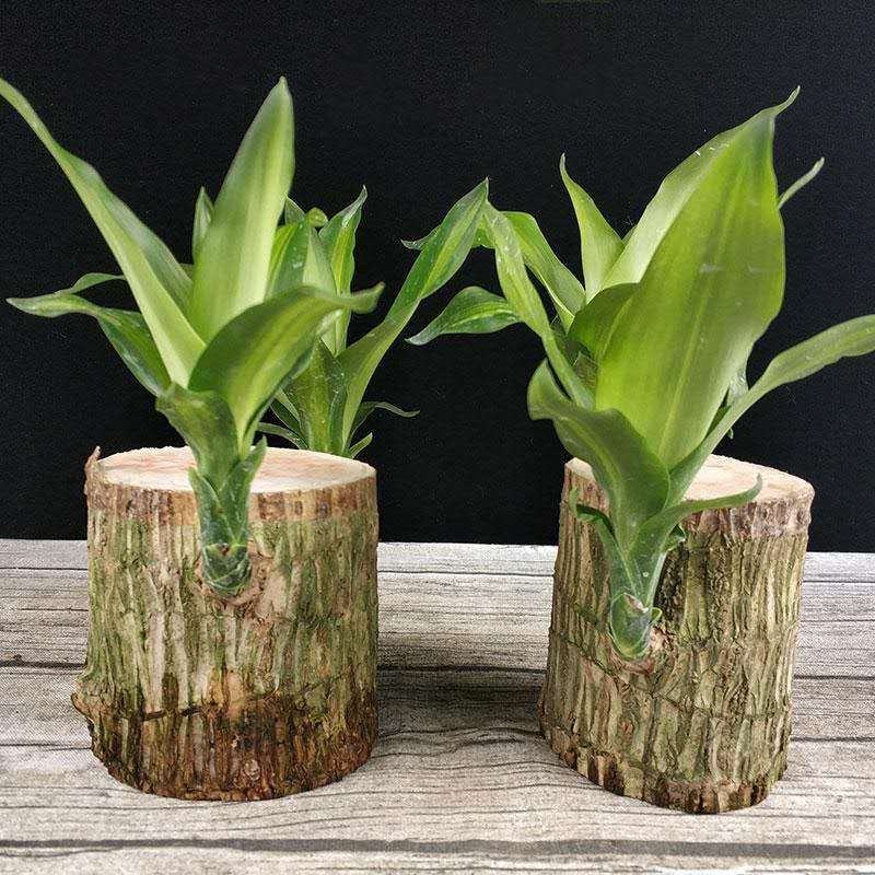 水培巴西木格鲁特水养开花四季常青植物室内花卉