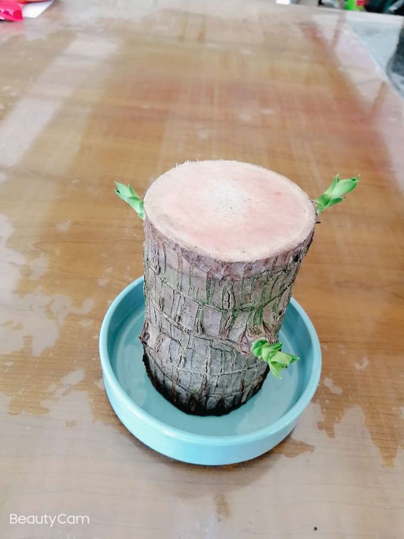 水培巴西木格鲁特水养开花四季常青植物室内花卉