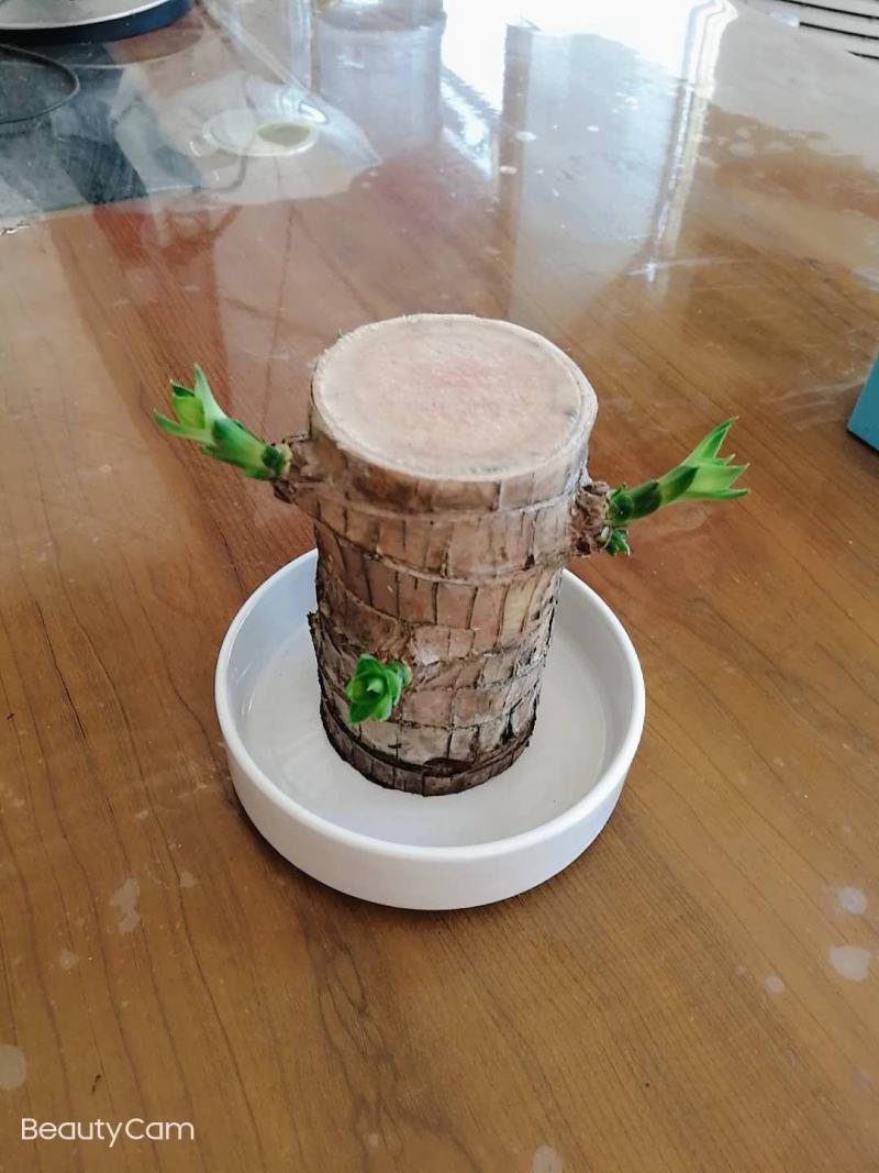 水培巴西木格鲁特水养开花四季常青植物室内花卉