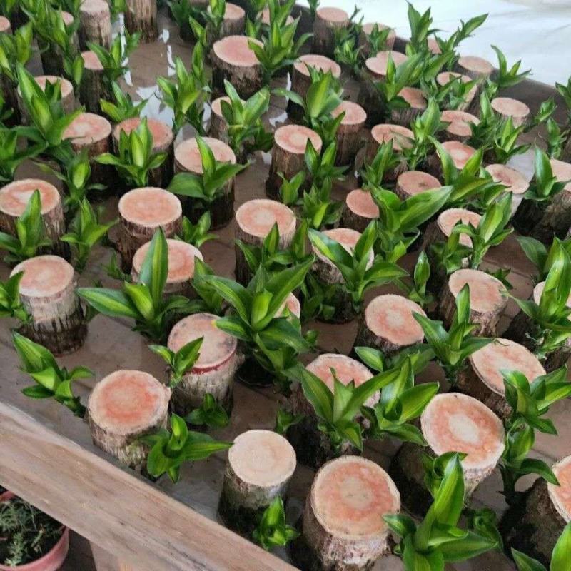 水培巴西木格鲁特水养开花四季常青植物室内花卉