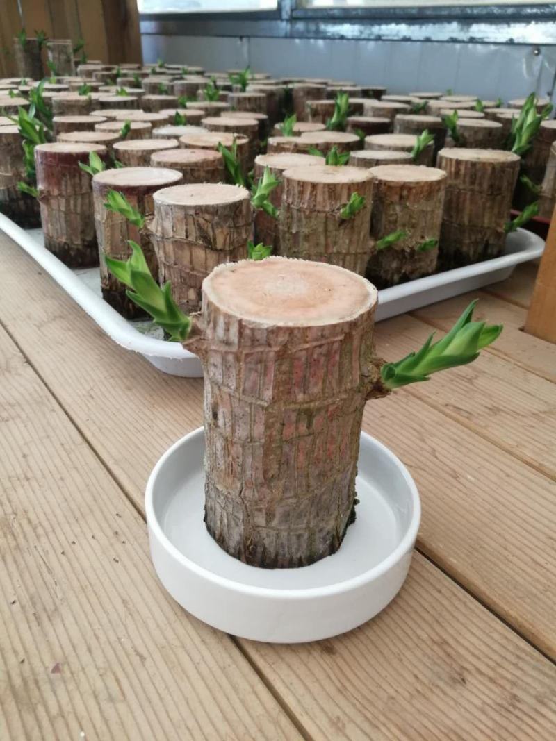 水培巴西木格鲁特水养开花四季常青植物室内花卉