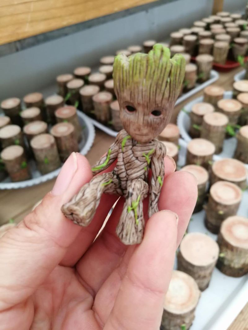 水培巴西木格鲁特水养开花四季常青植物室内花卉
