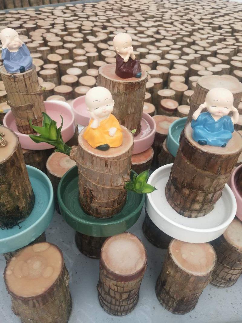 水培巴西木格鲁特水养开花四季常青植物室内花卉