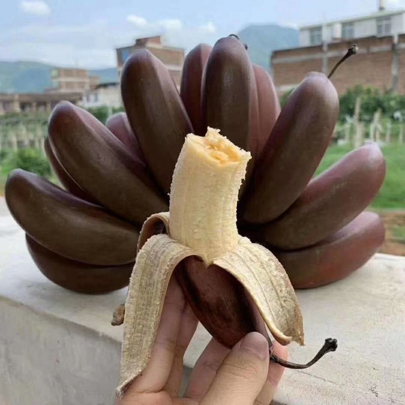 红香蕉苗红皮香蕉苗营养杯苗带土带叶发货包邮