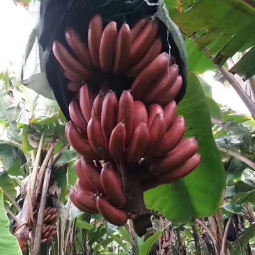 红香蕉苗红皮香蕉苗营养杯苗带土带叶发货包邮