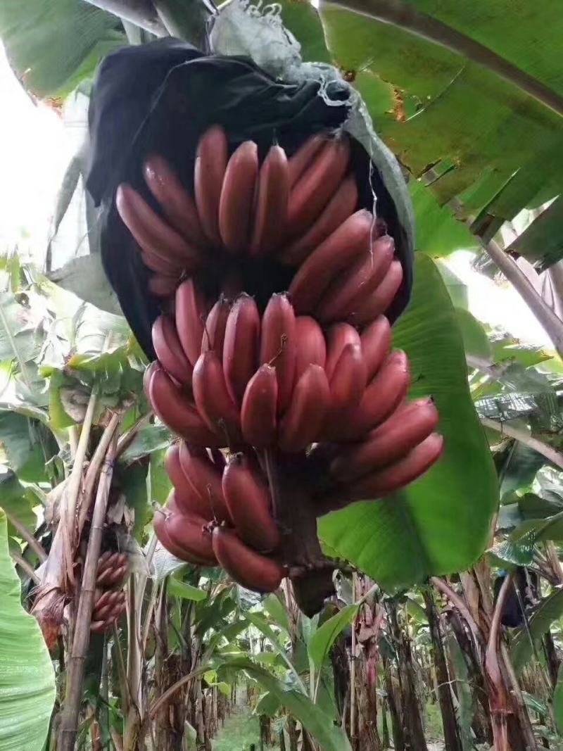 红香蕉苗红皮香蕉苗营养杯苗带土带叶发货包邮