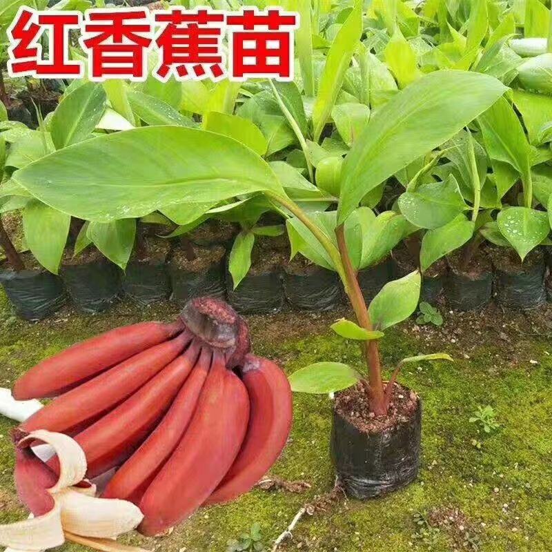 红香蕉苗红皮香蕉苗营养杯苗带土带叶发货包邮