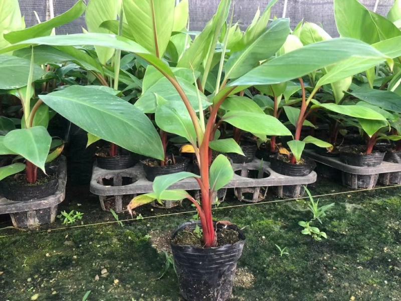 红香蕉苗红皮香蕉苗营养杯苗带土带叶发货包邮